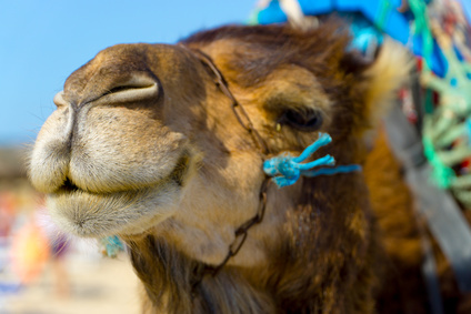 Camel Rides